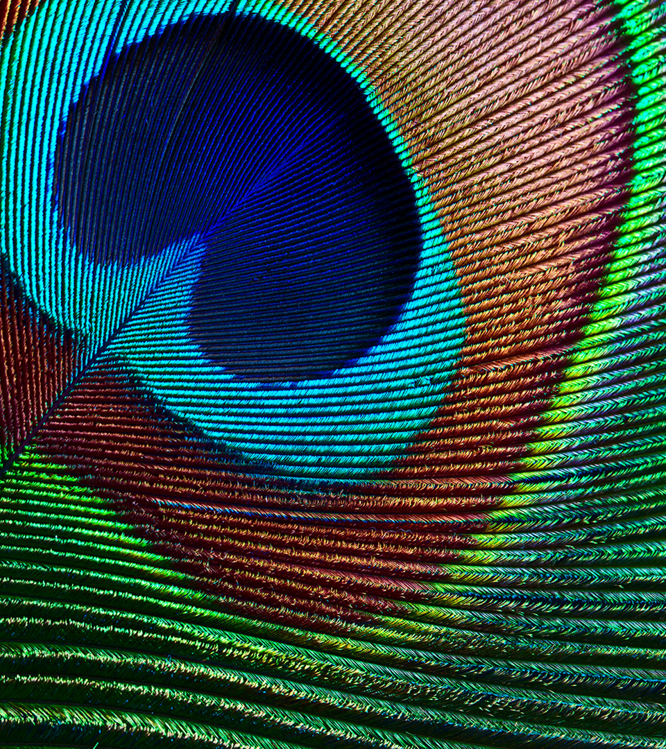 Turner Hill peacock feather