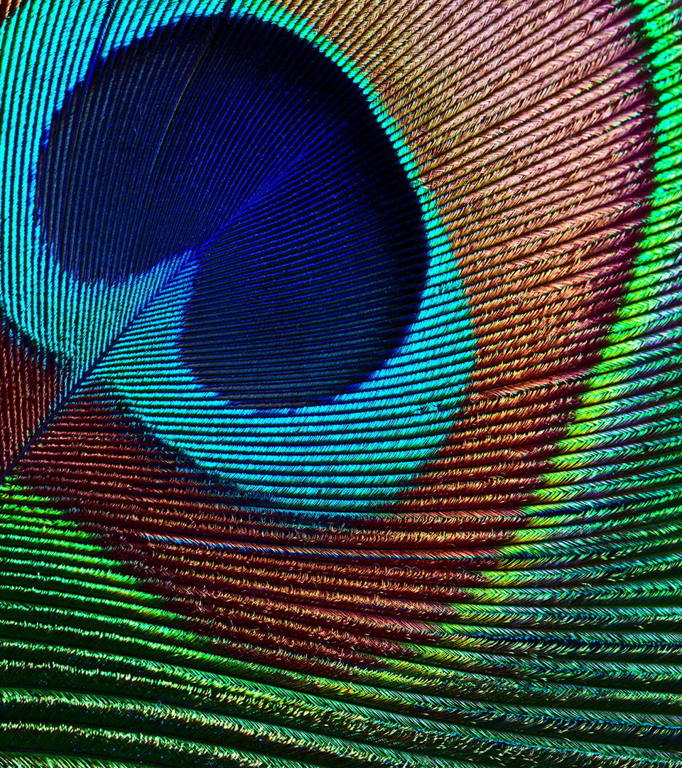 Turner HIll peacock feather