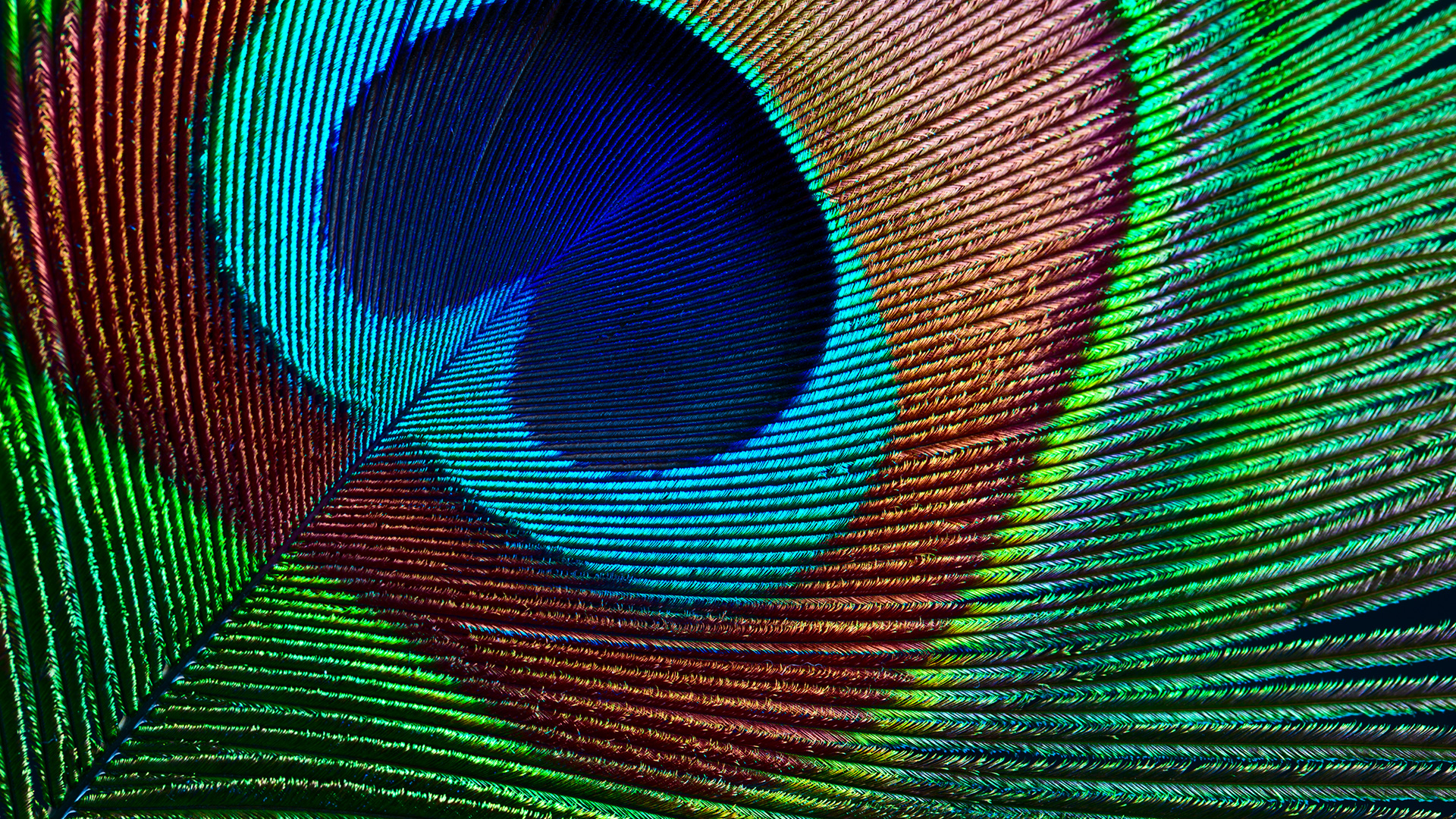 Close up of peacock feather