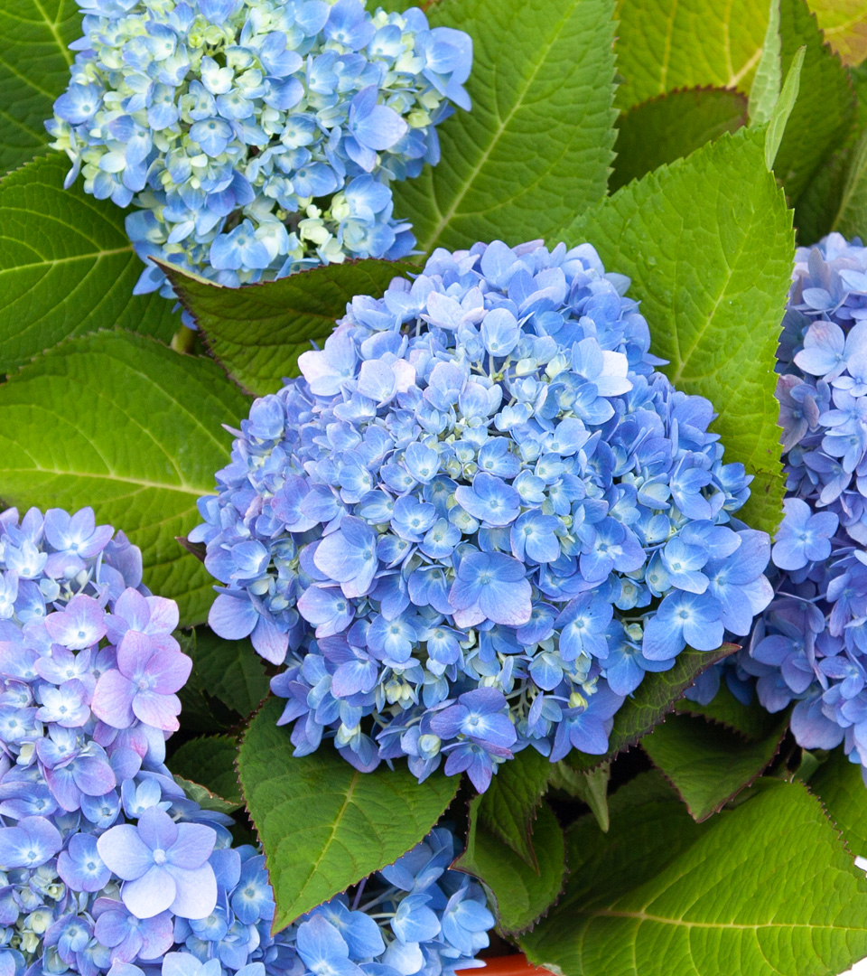 Hydrangea flowers at 50 Liberty