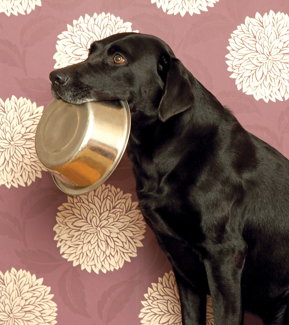 Seaport Hotel black lab with bowl