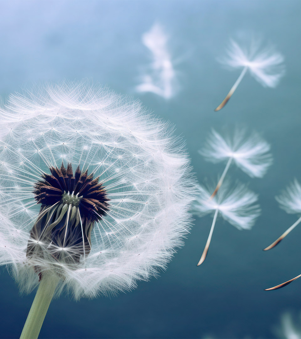featherwinds white fluffy seeds of a dandelion flower gently float in the breeze