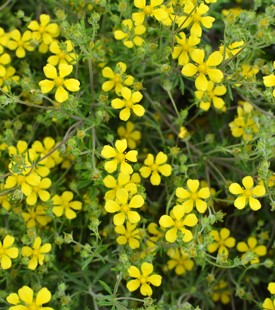 larkwood yellow wildflowers