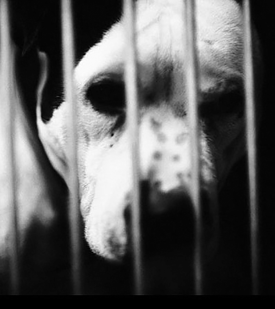 newport one sad dog in cage