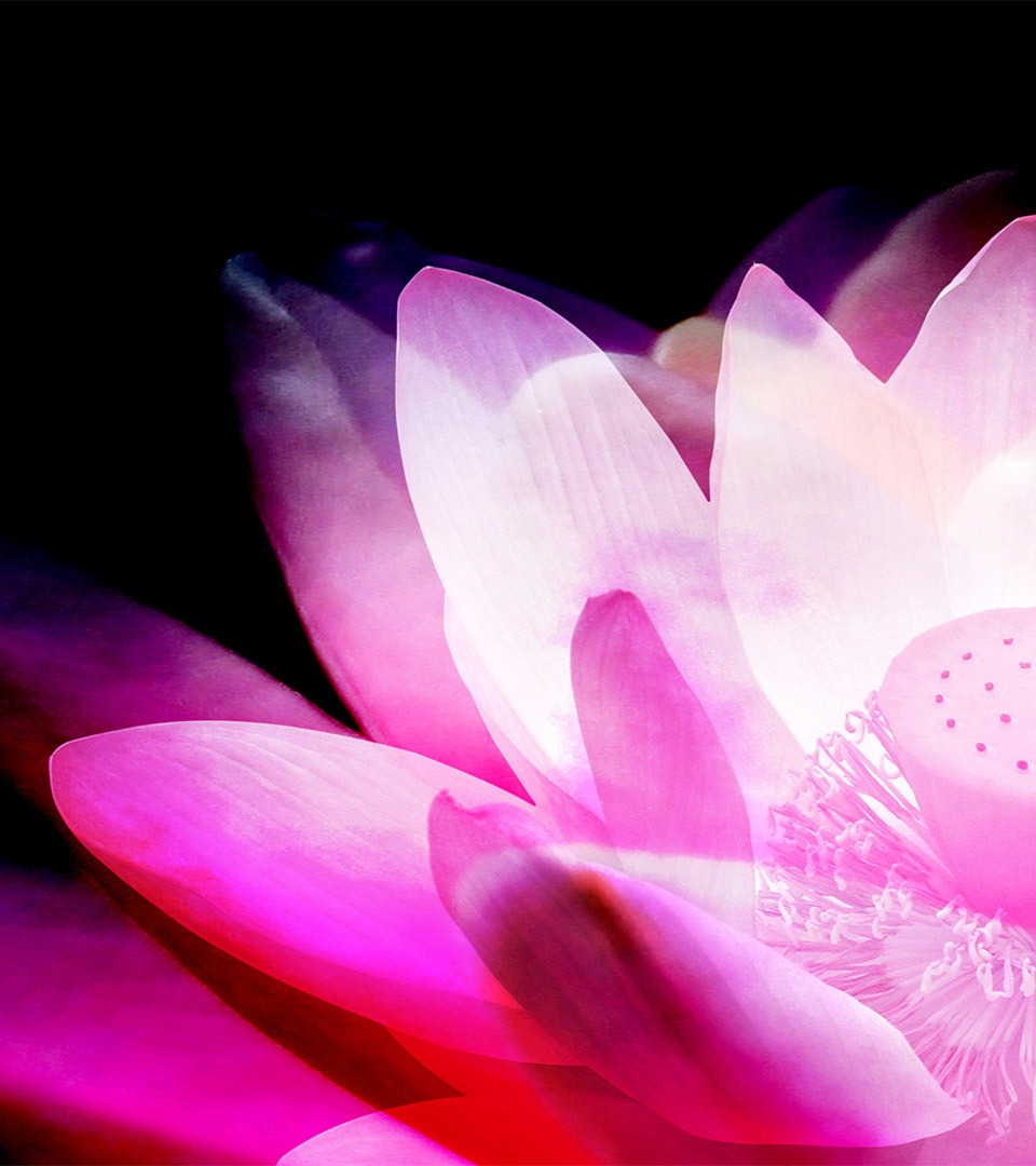 sensing restaurant pink and purple flower opened